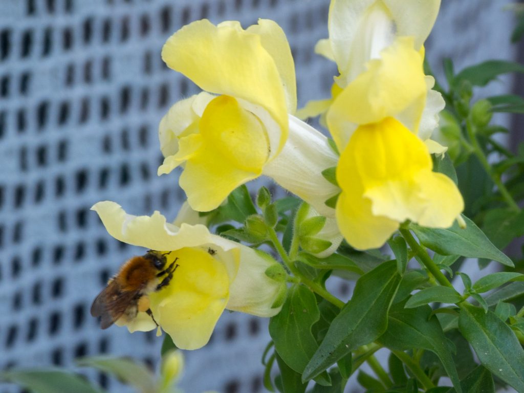 Une abeille visite le muflier - Un Jour de Neige
