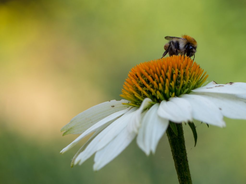 Un Jour de Neige - Une abeille butine #abeille #rudbeckia