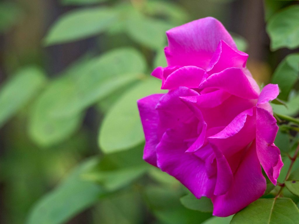 Une rose Zephirine Drouin - Un Jour de Neige