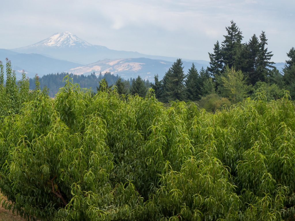 Un Jour de Neige - Carnet d'Amérique - Oregon