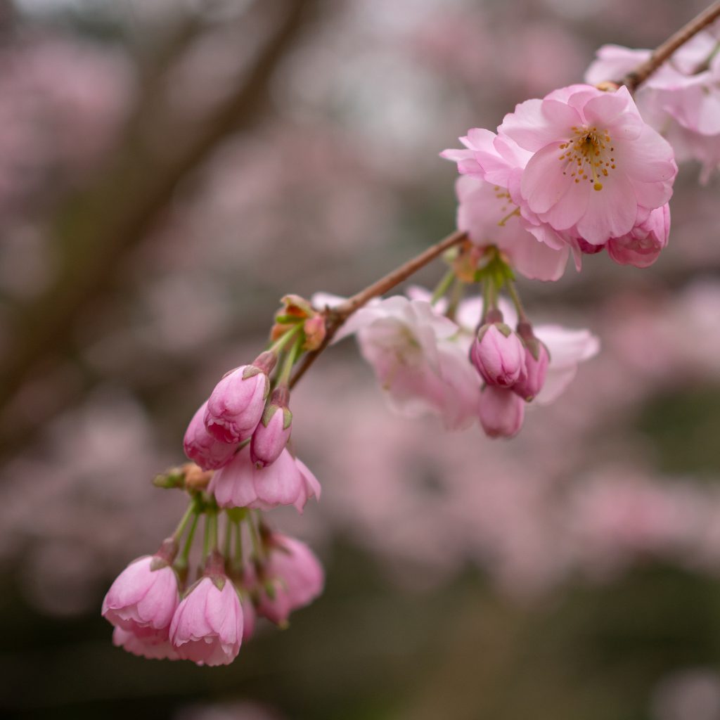 Un Jour de Neige - Cerisier du Japon
