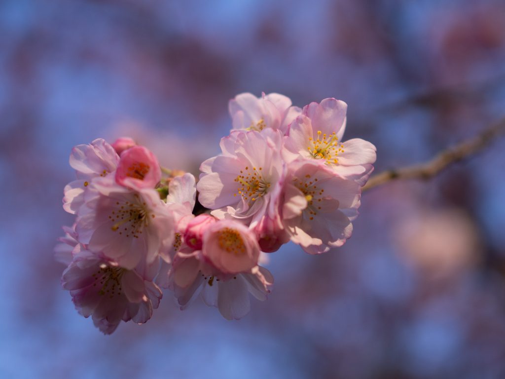 Un Jour de Neige - Cerisier du Japon