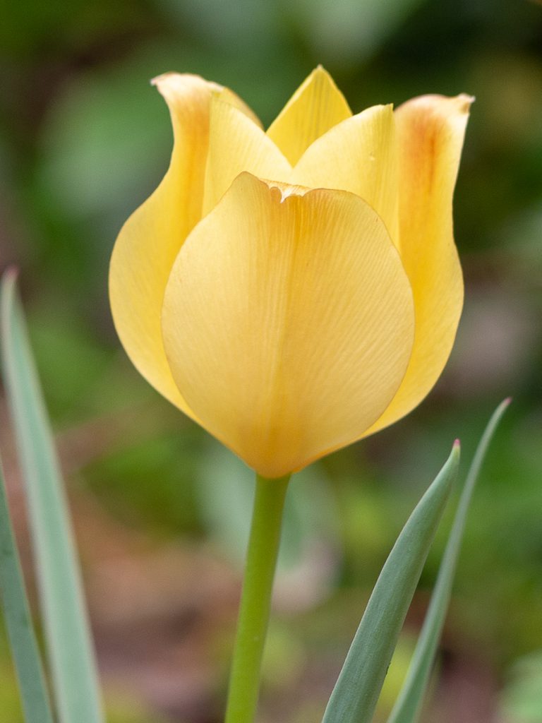 Un Jour de Neige - Carnet du 1er mai - Tulipe botanique