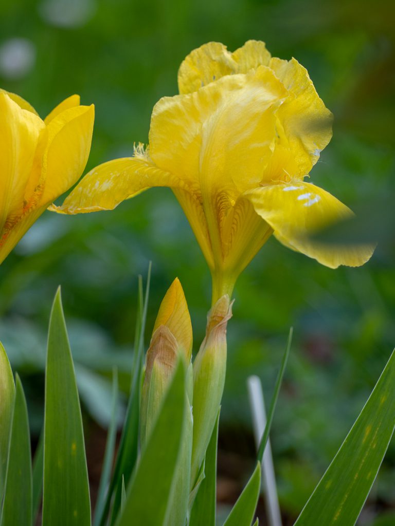 Un Jour de Neige - Carnet du 1er mai - Iris nain