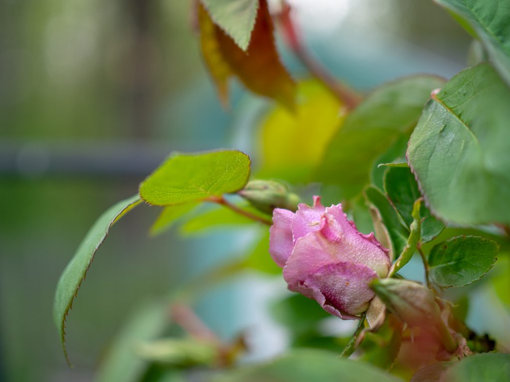 Un Jour de Neige - Carnet du 1er mai - Premier bouton de rose