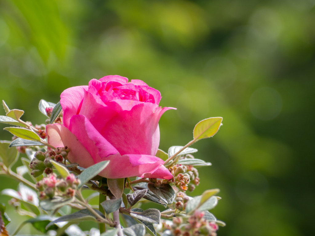 Rose The Generous Gardener (Un Jour de Neige - Carnet du dimanche)