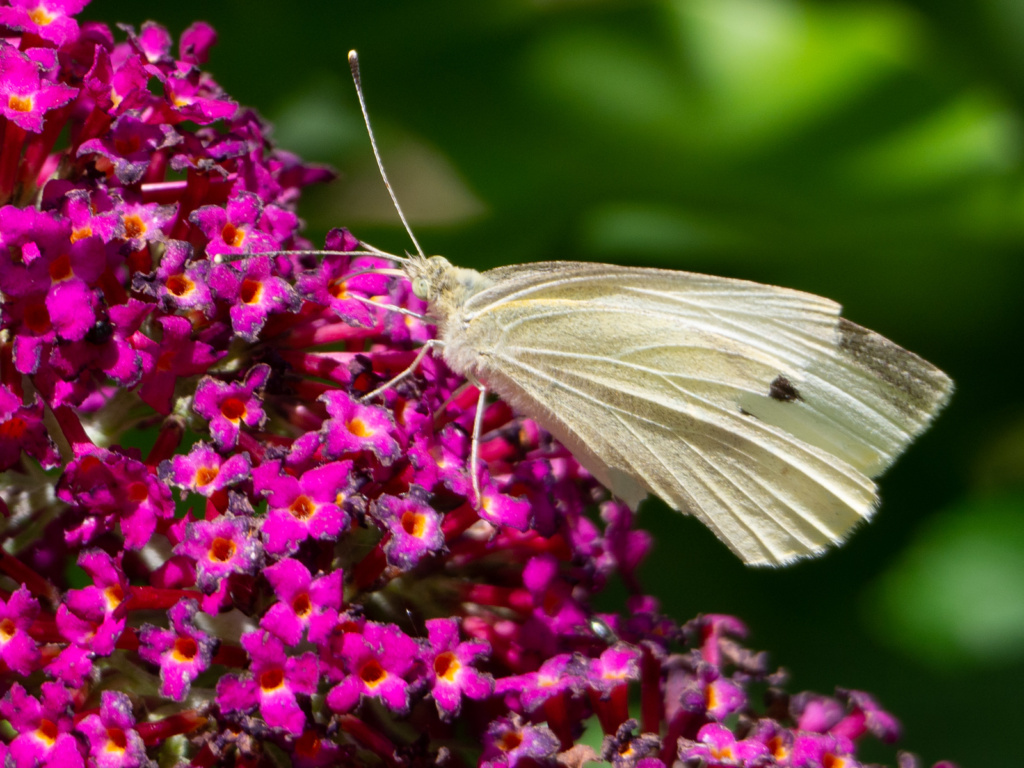 Papillon & buddleia (Un Jour de Neige - Carnet du dimanche)