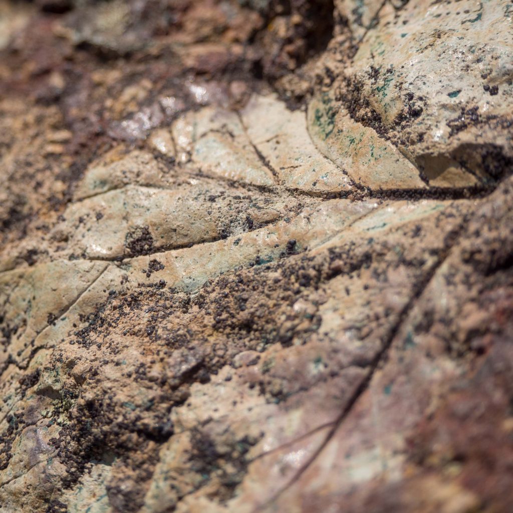 Un Jour de Neige - Carnet d'Amérique - Trail of the fossils, Clarno, Oregon
