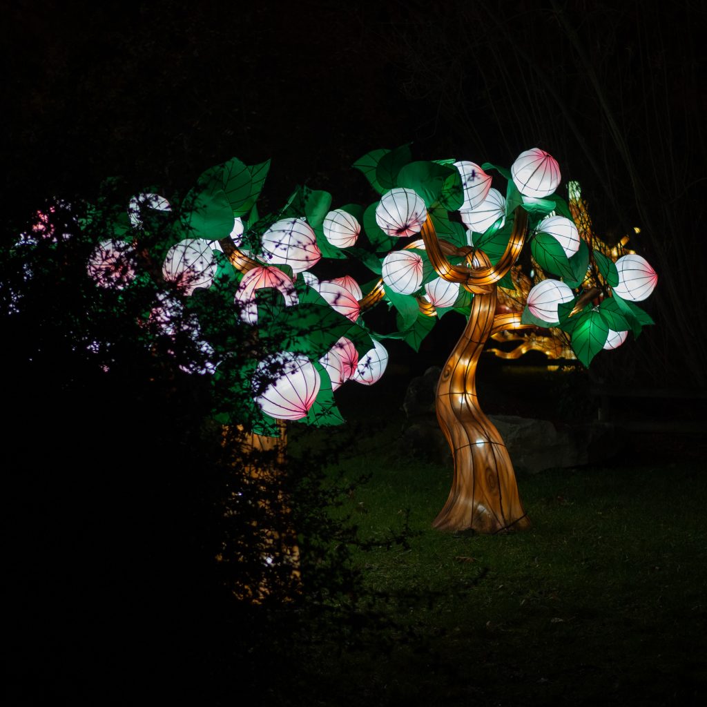 Espèces en voie d'illumination - Un Jour de Neige