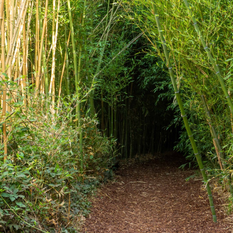 Jardin botanique Yves Rocher – La Gacilly – août 2020 – Un Jour de Neige